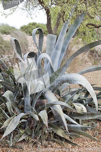Image of agave plant cactus aloe outside in summer