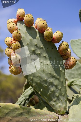 Image of fresh tasty prickly pear on tree outside in summer