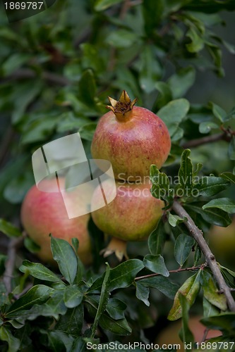 Image of fresh ripe pomegranate tree outdoor in summer