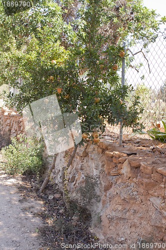 Image of fresh ripe pomegranate tree outdoor in summer