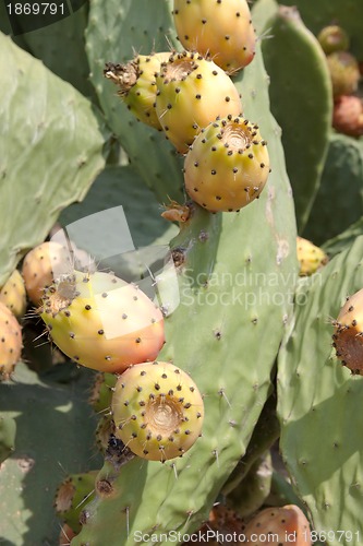 Image of fresh tasty prickly pear on tree outside in summer