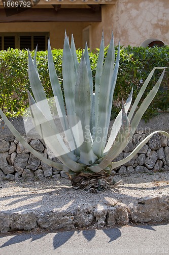 Image of agave plant cactus aloe outside in summer