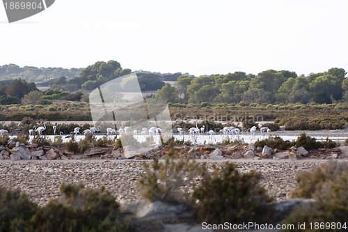 Image of wild flamingos traveling mediterranean salinas in summer