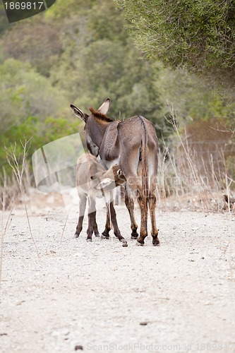 Image of donkeys in field outdoor in summer looking