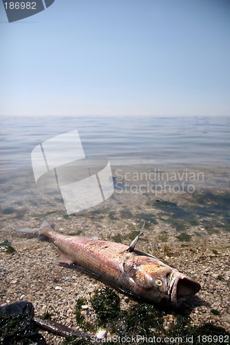 Image of Dead fish