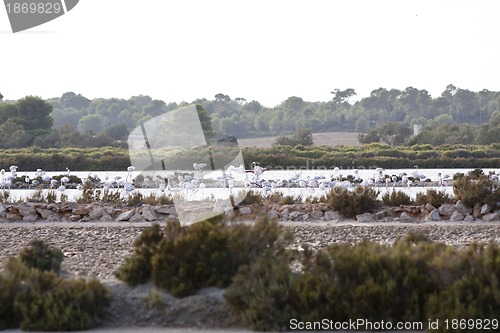 Image of wild flamingos traveling mediterranean salinas in summer