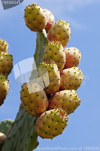 Image of fresh tasty prickly pear on tree outside in summer