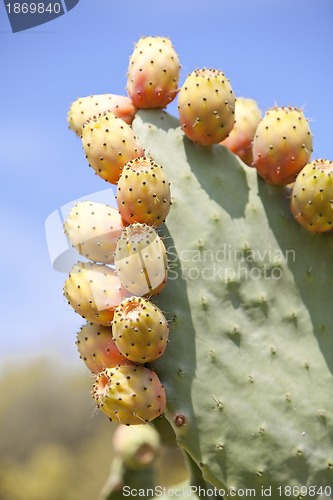 Image of fresh tasty prickly pear on tree outside in summer