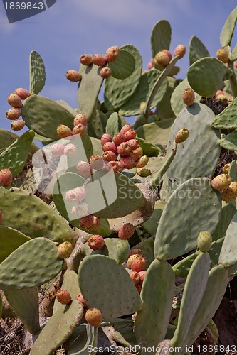 Image of fresh tasty prickly pear on tree outside in summer