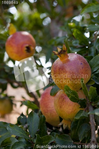 Image of fresh ripe pomegranate tree outdoor in summer