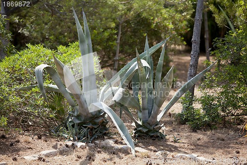 Image of agave plant cactus aloe outside in summer