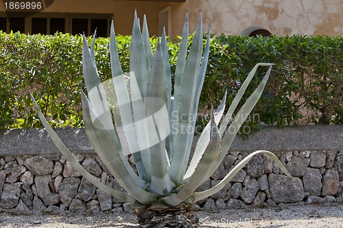 Image of agave plant cactus aloe outside in summer