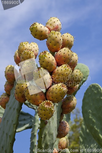 Image of fresh tasty prickly pear on tree outside in summer