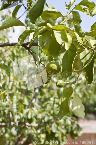 Image of fresh tasty green limes on tree in summer outside