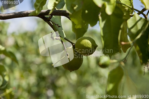 Image of fresh tasty green limes on tree in summer outside
