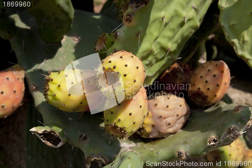 Image of fresh tasty prickly pear on tree outside in summer