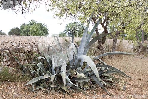 Image of agave plant cactus aloe outside in summer