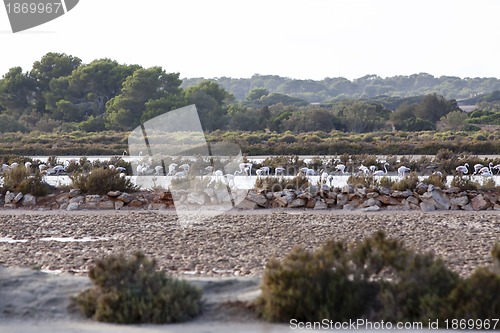 Image of wild flamingos traveling mediterranean salinas in summer