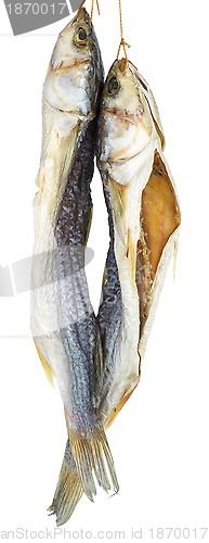 Image of Two dried salted grey mullet fishes