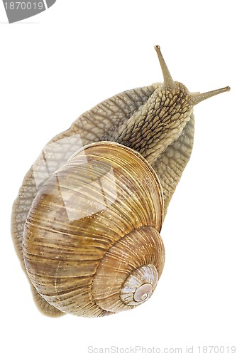 Image of Snail. View from above.  Focus point - snails head