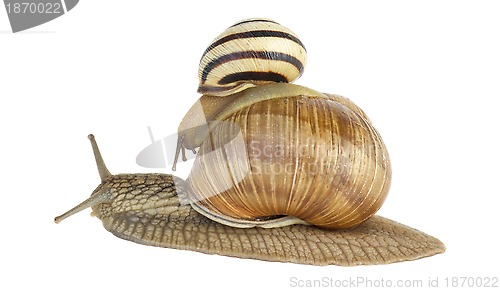 Image of Two snails