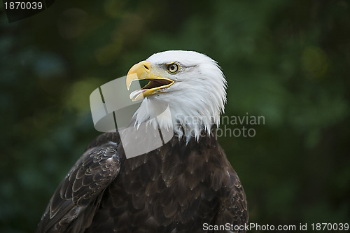 Image of American Eagle