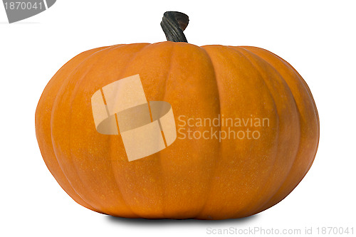 Image of Pumpkin