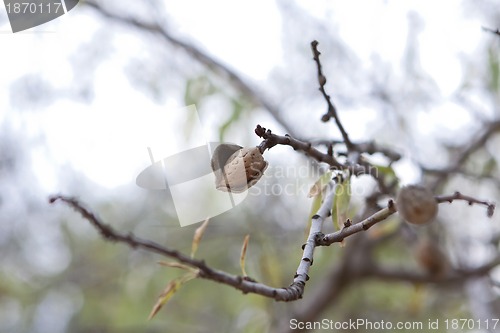 Image of almond nut fruit tree outdoor in sumemr autumn