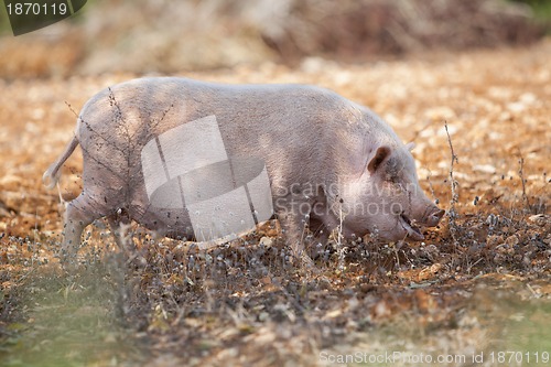 Image of domestic pig mammal outdoor in summer 