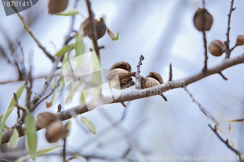 Image of almond nut fruit tree outdoor in sumemr autumn