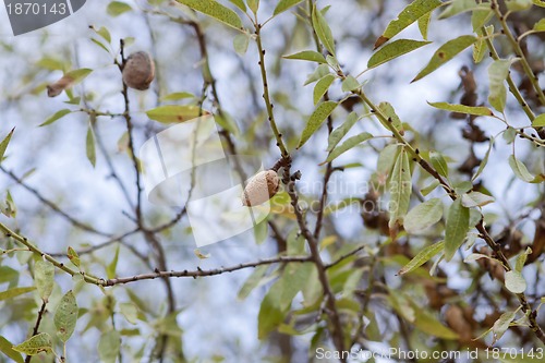 Image of almond nut fruit tree outdoor in sumemr autumn