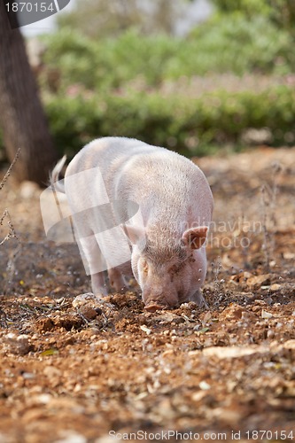 Image of domestic pig mammal outdoor in summer 