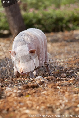Image of domestic pig mammal outdoor in summer 
