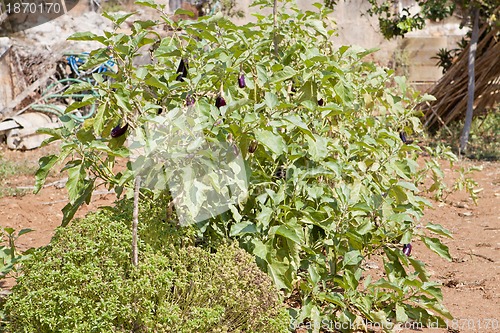 Image of healthy eggplant aubergine purple outdoor in summer