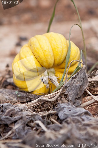 Image of fresh orange yellow pumpkin in garden outdoor