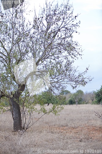 Image of almond nut fruit tree outdoor in sumemr autumn