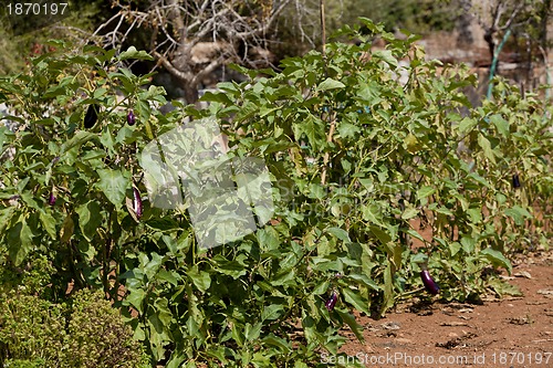 Image of healthy eggplant aubergine purple outdoor in summer