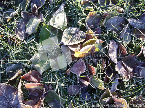 Image of Morning frost