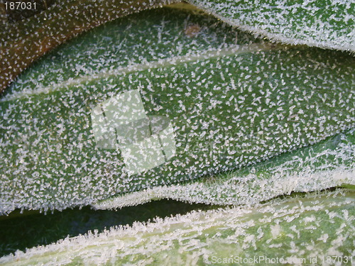 Image of Morning frost