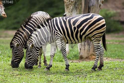 Image of Zebra