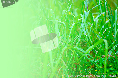 Image of grassy