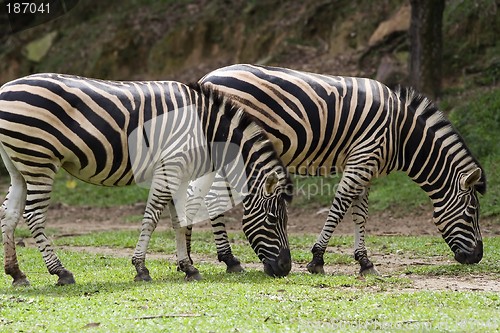 Image of Zebra