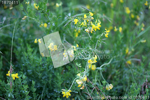 Image of grassy