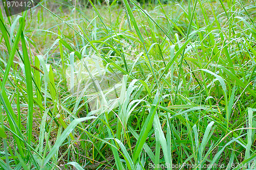 Image of grassy