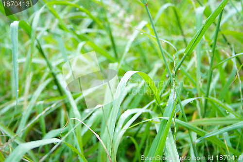 Image of grassy