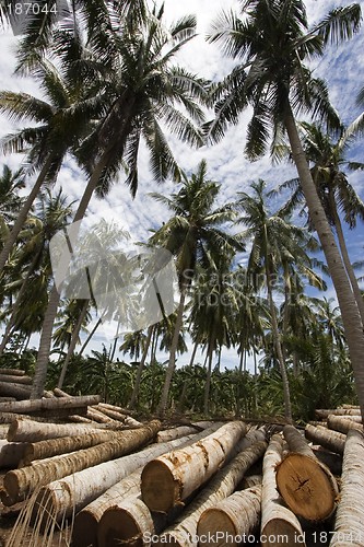 Image of Coconut tree