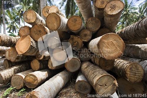 Image of Coconut tree