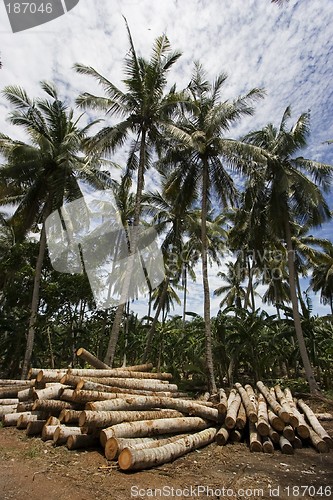 Image of Coconut tree
