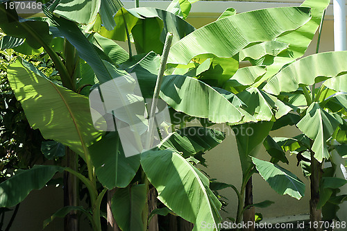 Image of green plants