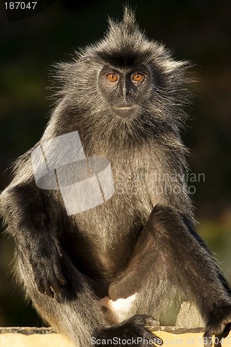 Image of Monkey